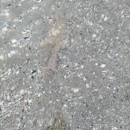 Διαμέρισμα Sogno Al Mare *